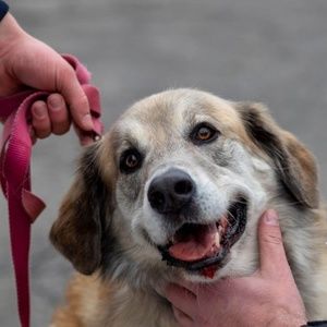 Meet your Posher, Ayve